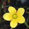 Saxifraga hirculus. A small yellow flower with five petals.